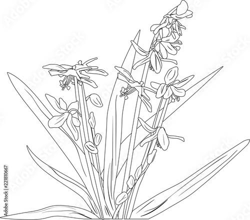 garden bluebell outline on white background