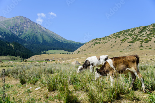 Pasture for cows in the mountains of Kyrgyzstan