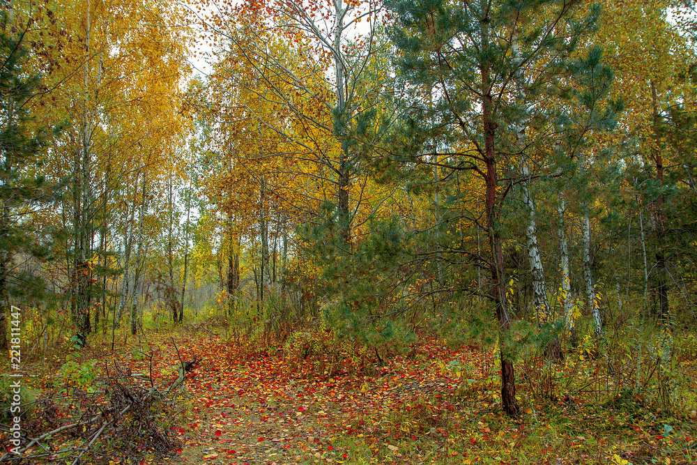 Naklejka premium Beautiful autumn trees and bushes in the park. A bright park place, park pathway. Autumn landscape.