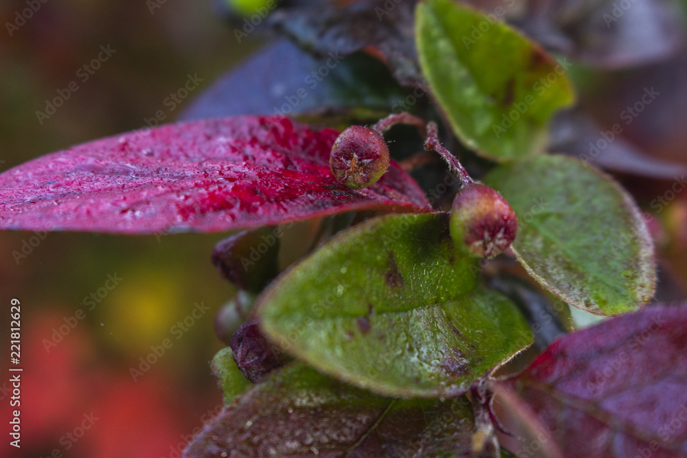 Fototapeta premium Leafs in autumn colors