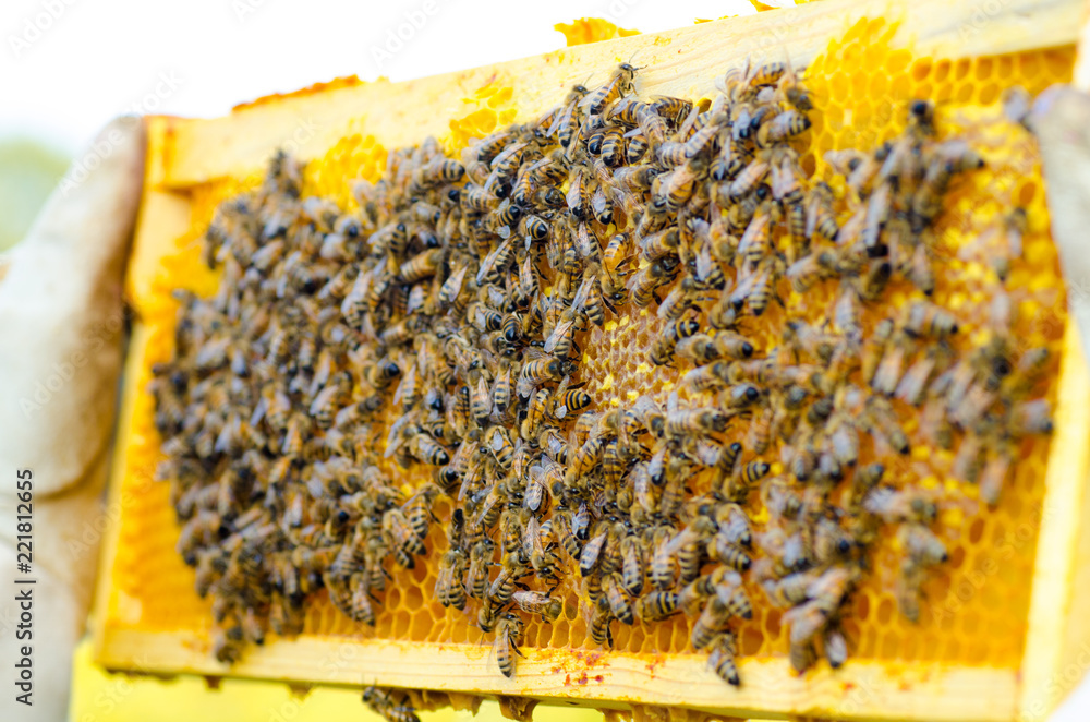 Beekeeper holding a honeycomb full of bees Beekeeper holding a honeycomb full of bees