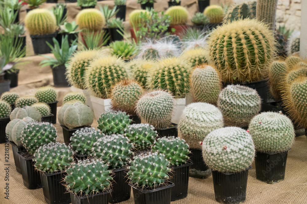 A aollection of cactusses in the planters A aollection of cactusses in the planters