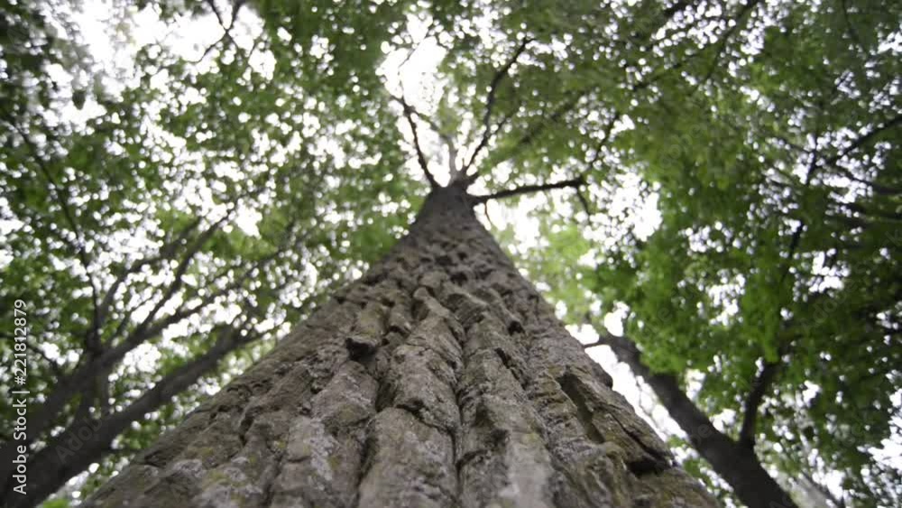view from bottom of powerful poplar tree with focus on bark, camera movement along tree trunk view from bottom of powerful poplar tree with focus on bark, camera movement along tree trunk