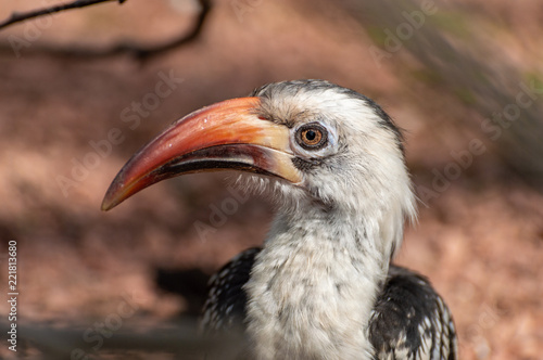 Close-up of a Von der Decken Hornbill