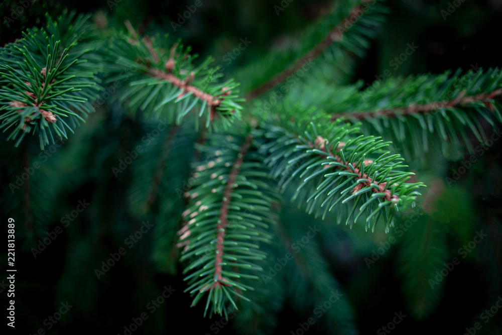 Christmas Fir tree brunch textured Background. Fluffy pine tree brunch close up. Green spruce Christmas Fir tree brunch textured Background. Fluffy pine tree brunch close up. Green spruce