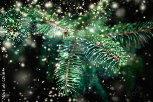Christmas Background with falling white  snow and fir tree branches. Merry Christmas Festive Card. Copy space.