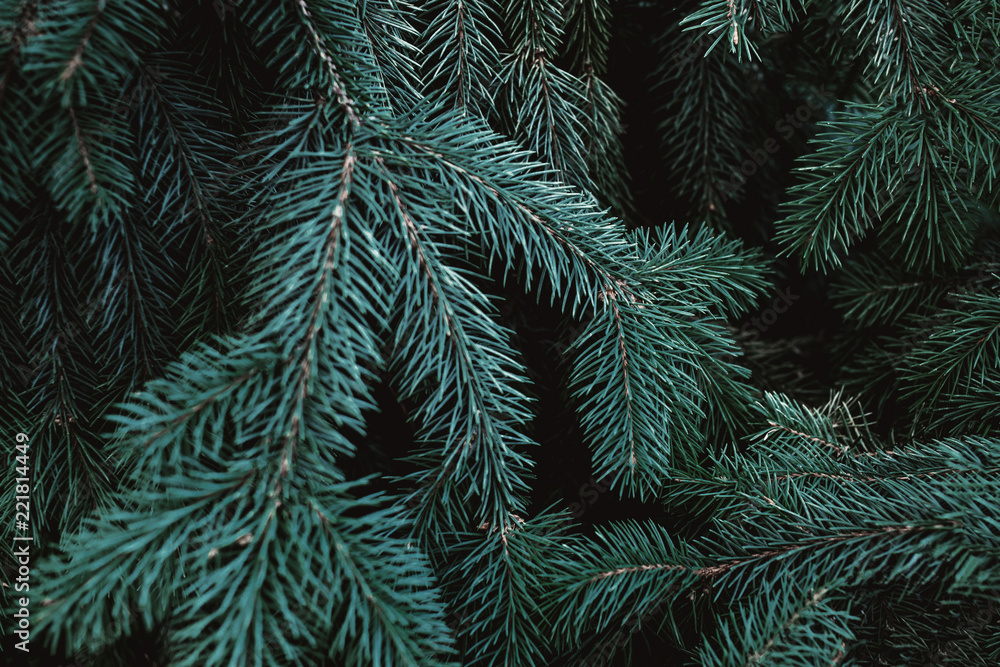 Christmas fir tree branches Background. Christmas pine tree wallpaper. Copy space..