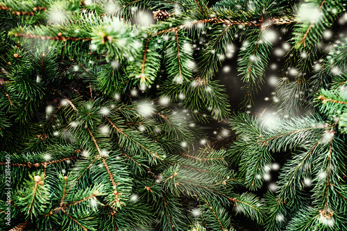 Christmas Background with falling white  snow and fir tree branches. Merry Christmas Festive Card. Copy space.