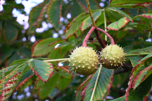 Closeup of chestnut pods growing on a tree