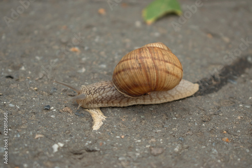 Closeup of a snail on the pavement