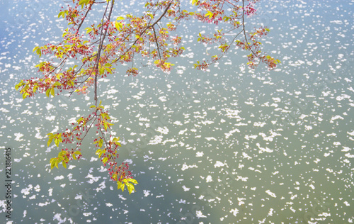 桜 散る 枝 花びら 池 素材