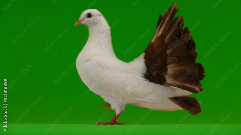 male white dove peacock isolated on a green screen as symbol of peace male white dove peacock isolated on a green screen as symbol of peace
