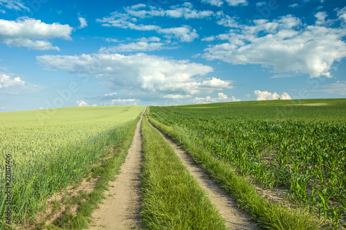 Long dirt road through a green field of wheat and corn
