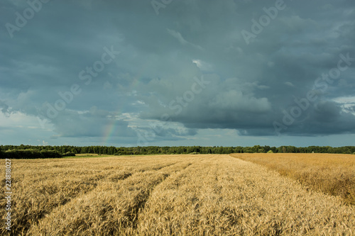 Field of grain, forest on the horizon and gray clouds in the sky