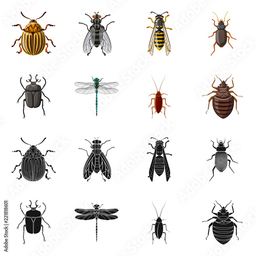 Vector illustration of insect and fly logo. Set of insect and element stock vector illustration.
