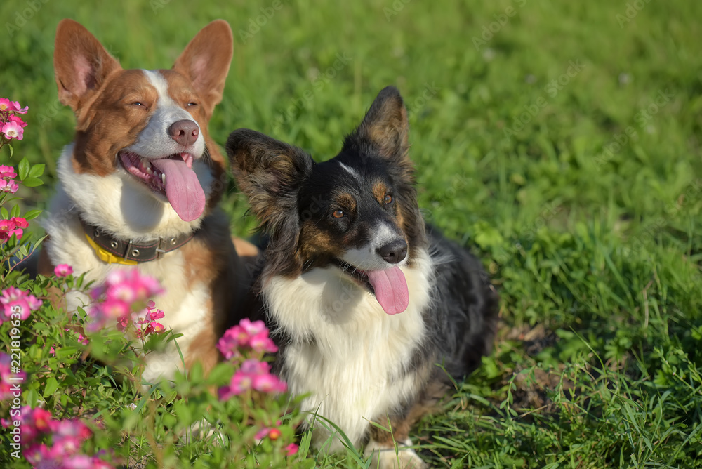 two corgi with grass and flowers