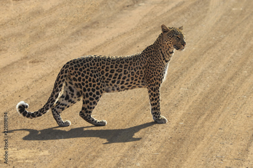 Leopard in the road
