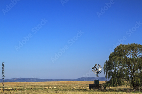 Canvas Print Sheep farm in big sky country