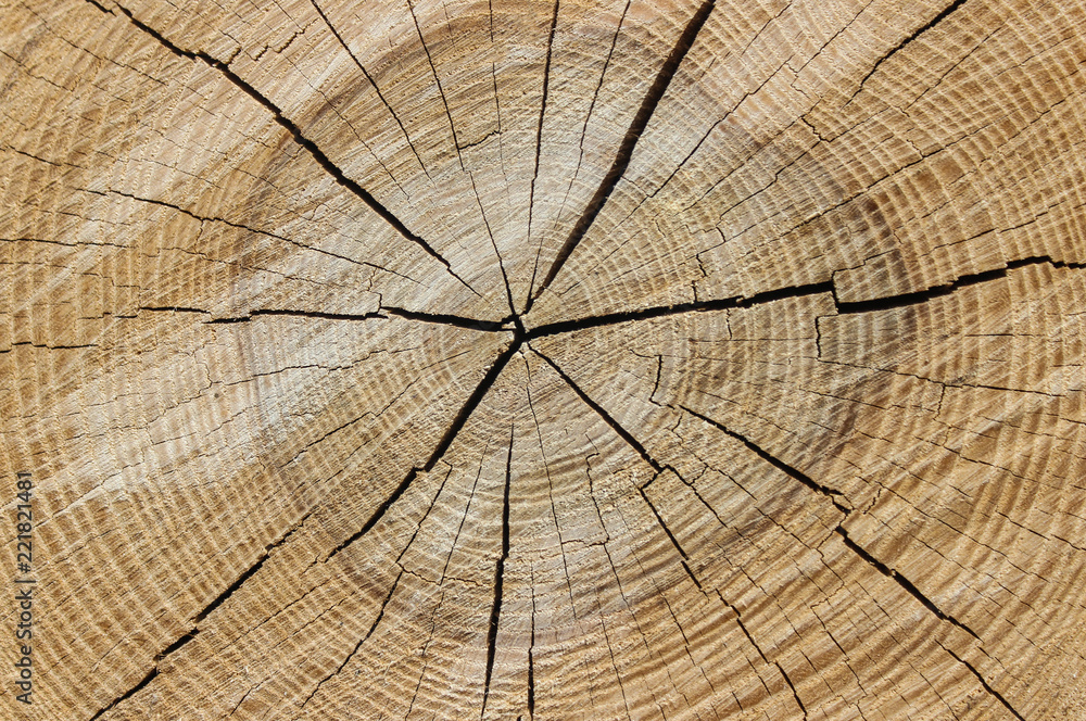 Fototapeta premium background texture of wooden section