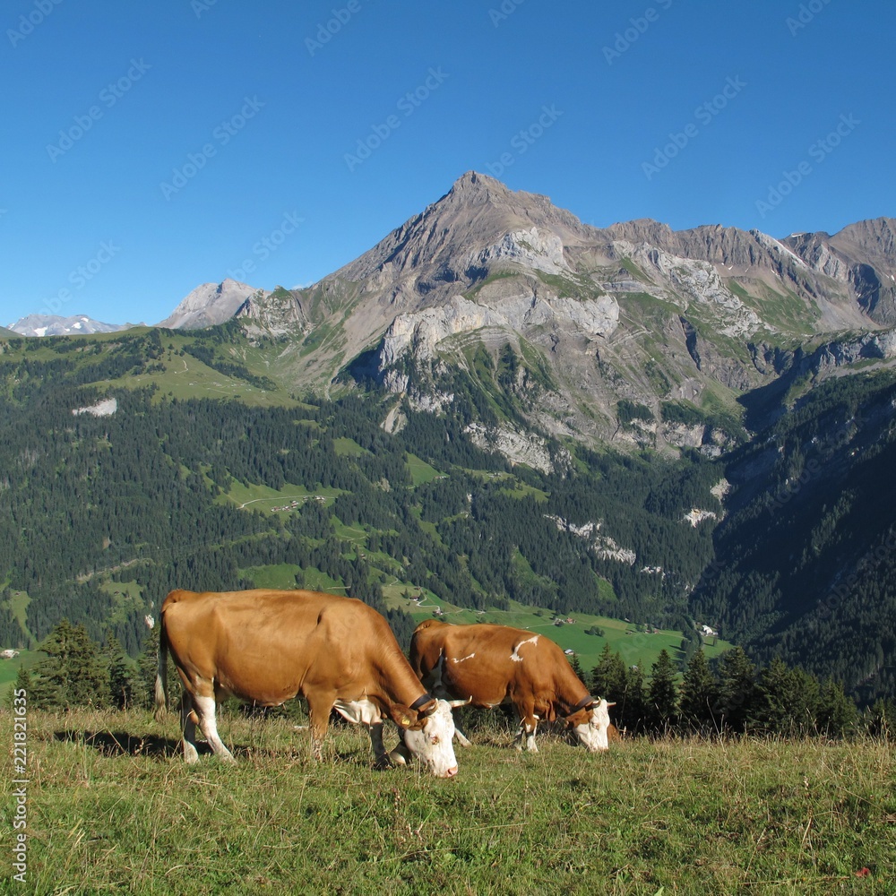 Grazing cows and Mount Spitzhorn. Gsteig bei Gstaad. Bernese Oberland, Switzerland.