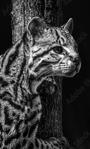 Ocelot wildcat