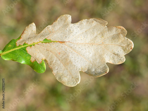 Oak leaf destroyed by sawfly larvae of Caliroa genus photo