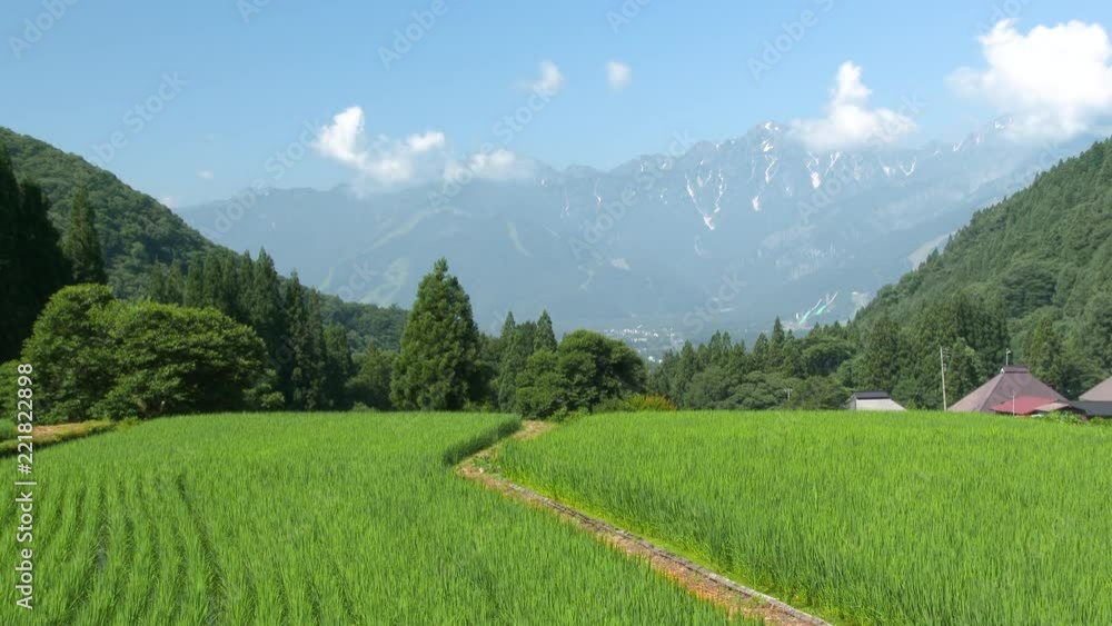 長野県白馬村の青鬼集落と稲 長野県白馬村の青鬼集落と稲