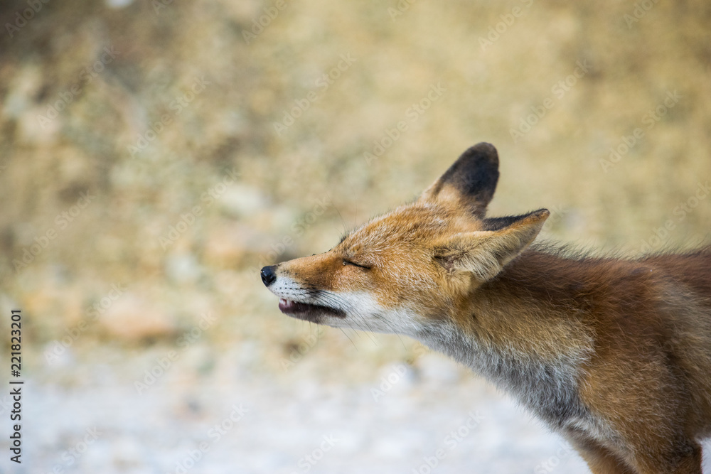 Fototapeta premium Fox snooping around 5