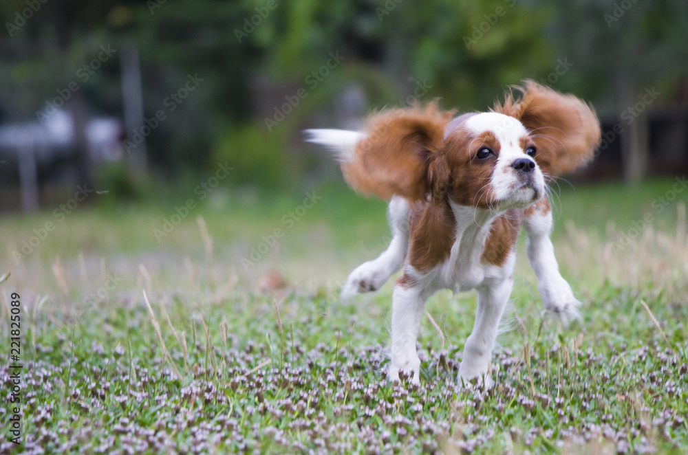 Cavalier King Charles Spaniel running in the garden Cavalier King Charles Spaniel running in the garden