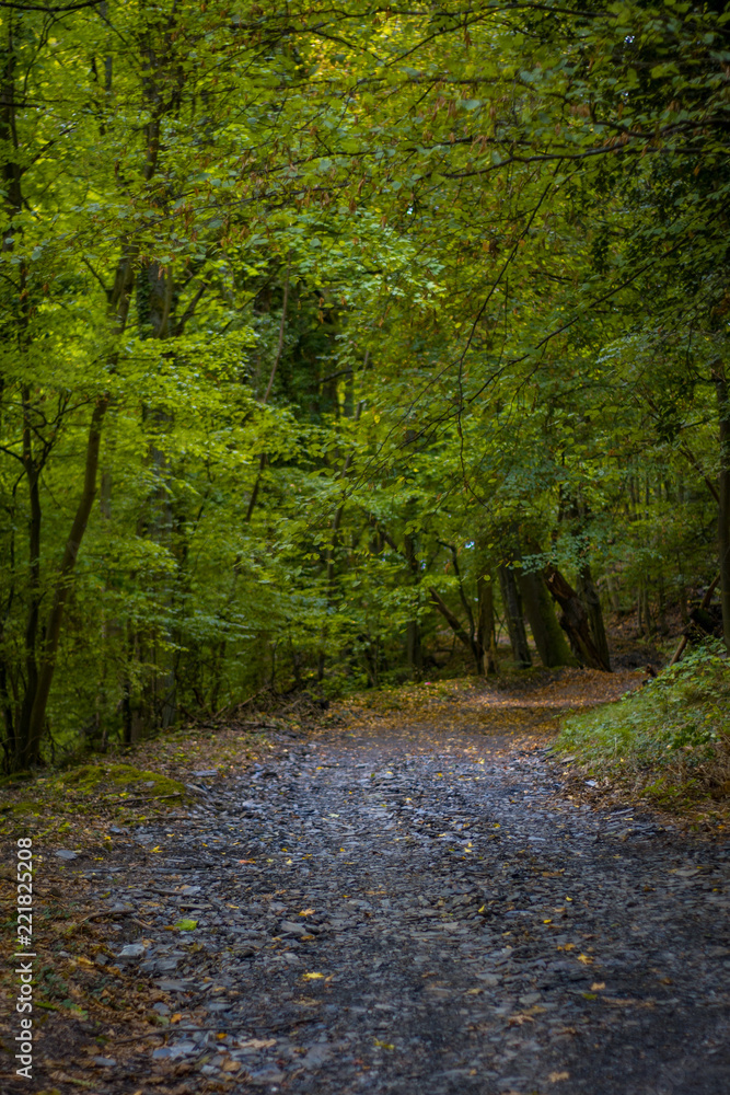 Fototapeta premium Wanderung Wald Eifel