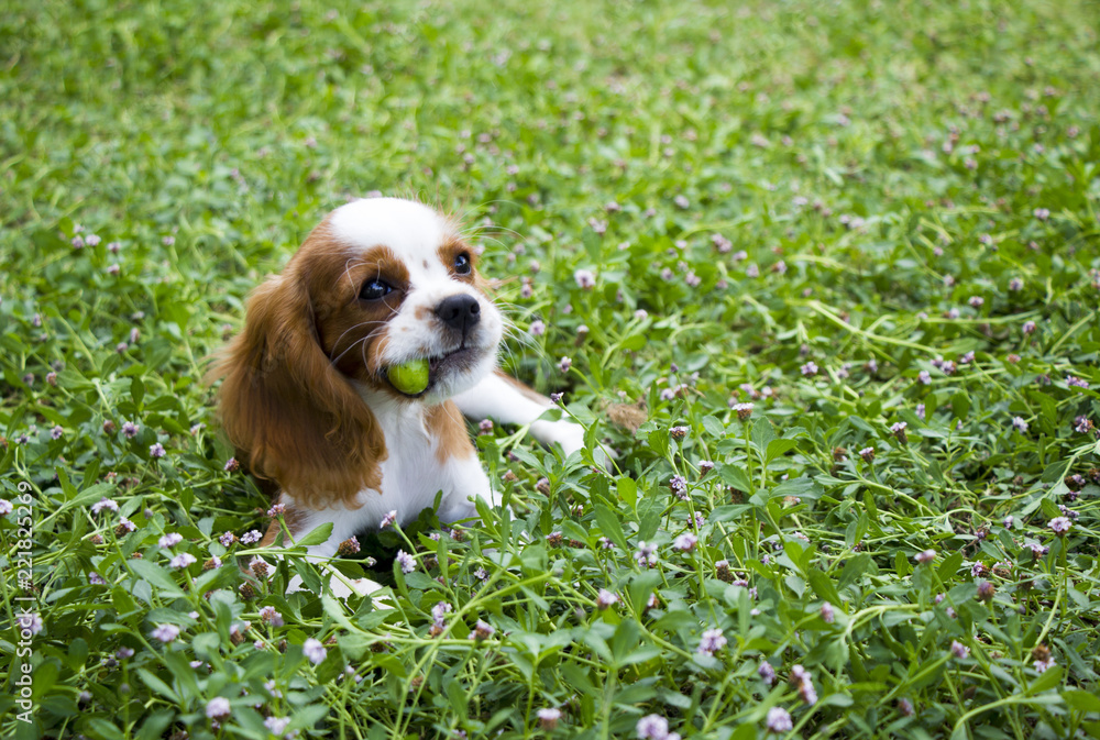 Happy dog on green grass