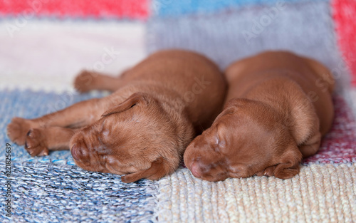 Hungarian Vizsla dogs on the chacked background photo