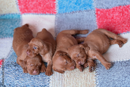 Hungarian Vizsla dogs on the chacked background photo