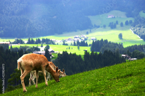 Deer grazing in a meadow