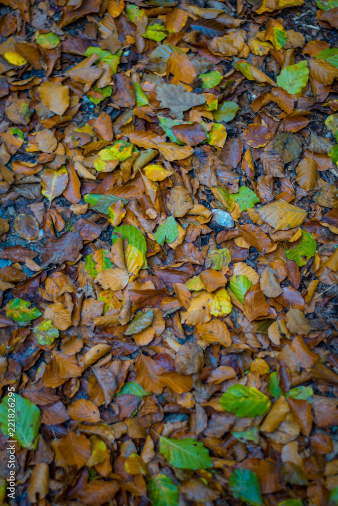 Laub Blätter Herbst Hintergrund