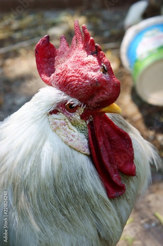 white rooster photo