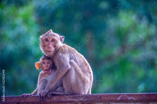 Monkey with monkey
