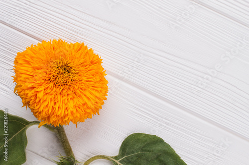 Fototapeta Naklejka Na Ścianę i Meble -  Orange unripe sunflower close up. Top view, close up. White wood background.