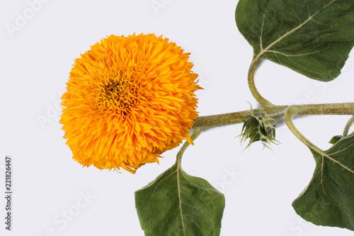 Fototapeta Naklejka Na Ścianę i Meble -  Sunflower baby, young flower of the plant. White isolated background.