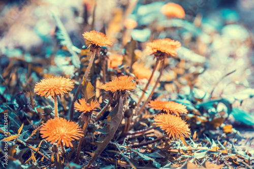 Fototapeta Naklejka Na Ścianę i Meble -  Vintage dandelion lawn background, blooming dandelion flowers in spring