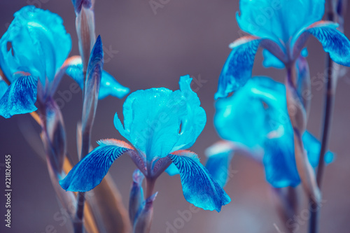 Fototapeta Naklejka Na Ścianę i Meble -  Blue vintage Iris flowers in the garden