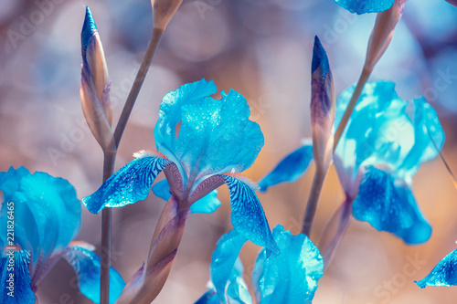 Fototapeta Naklejka Na Ścianę i Meble -  Blue vintage Iris flowers in the garden