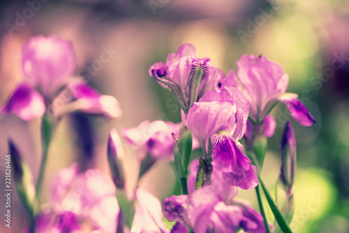 Fototapeta Naklejka Na Ścianę i Meble -  Flowering iris flowers in the garden