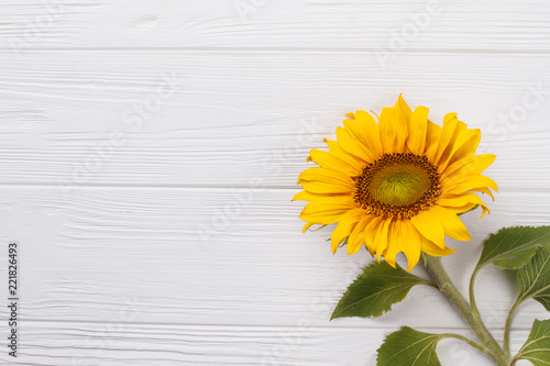 Fototapeta Naklejka Na Ścianę i Meble -  Sunflower on white wood background. Copyspace, free space for text.