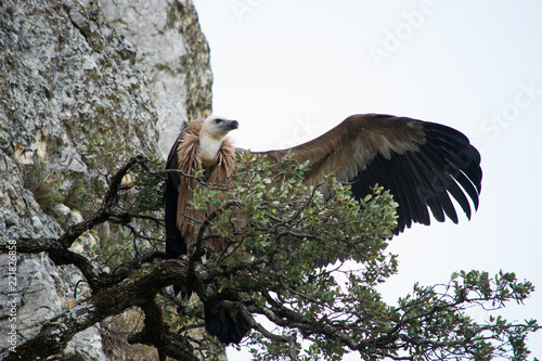 Griffon Vulture perched on a branch 1