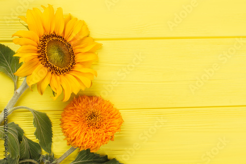 Fototapeta Naklejka Na Ścianę i Meble -  Unripe immature sunflowers. Yellow wooden table background. Copyspace, free space for text.