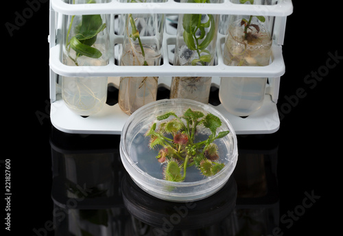 Plants cultivated in vitro