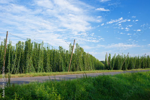 Hop field before harvest in Czech Republic. photo