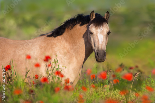 Beautiful horse in poppy flowers