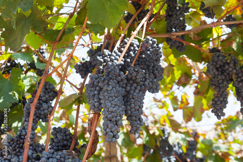 Ripe grapes on a vine with green leaves